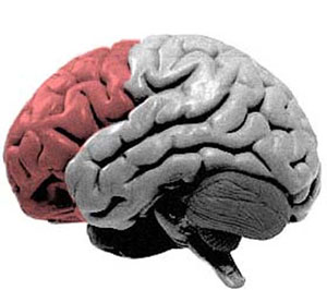 Исследования мозга