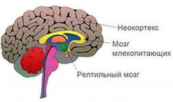 3-мозг